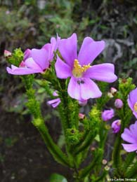 cerrado flora