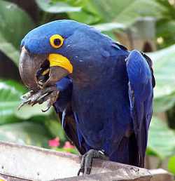 arara azul