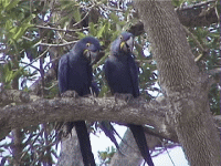 blue macaws