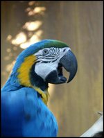 giant blue macaw