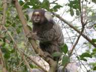 sagui, Brazilian monkey