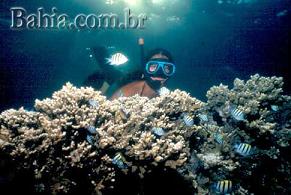 Abrolhos diving