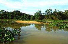 Pantanal wetlands