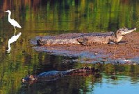 Jacare in Pantanal